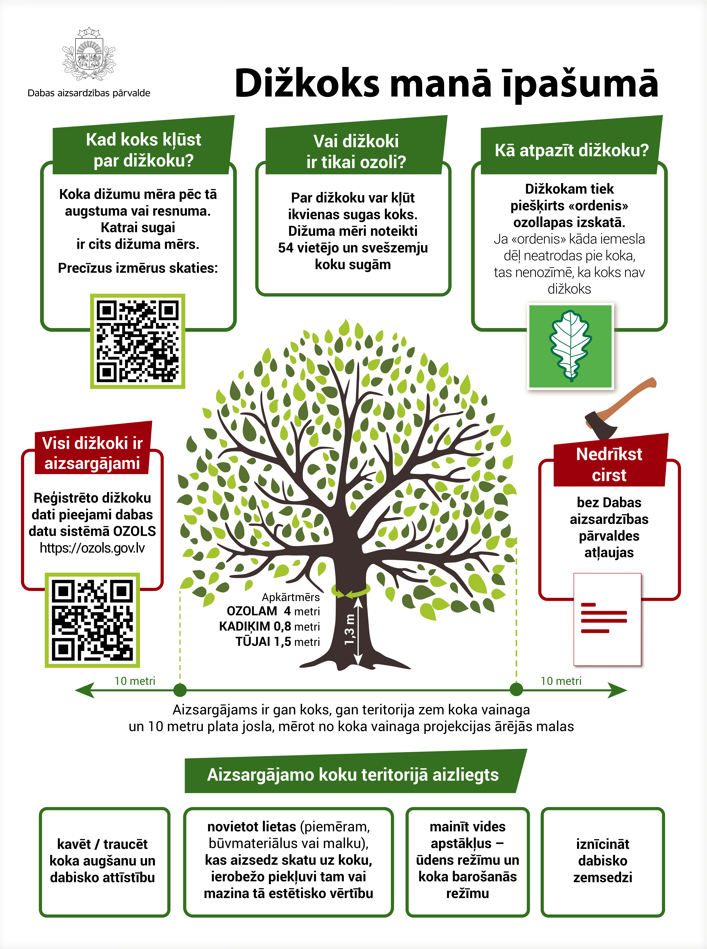 Dižkoks manā īpašumā – kā atpazīt un pasaudzēt