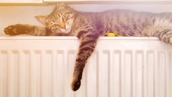Kaķis uz radiatora