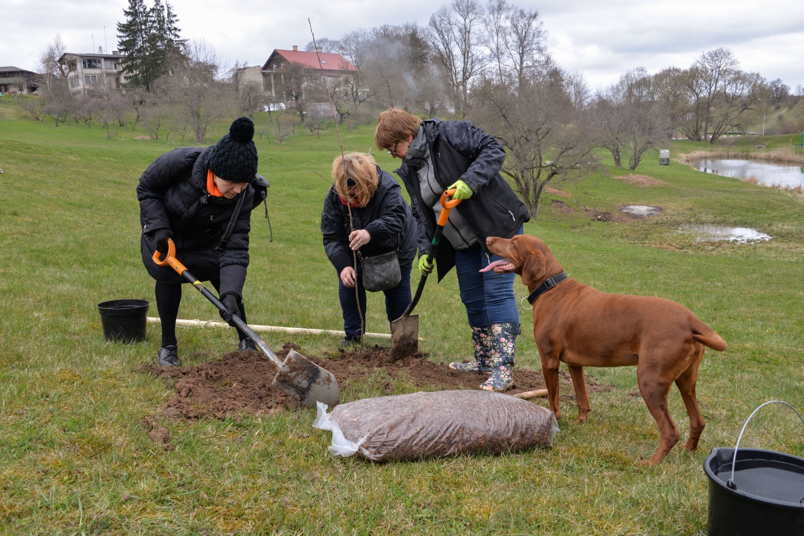 Tiek stādīta ābele, Inai Jurkevičai un pavadonei palīdz Ieva Bērziņa ar savu suni (16)